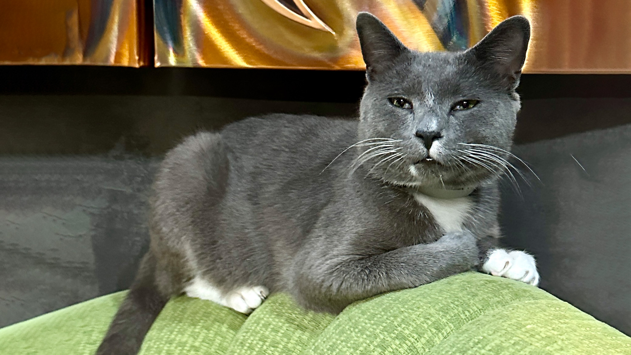 Cat Blog